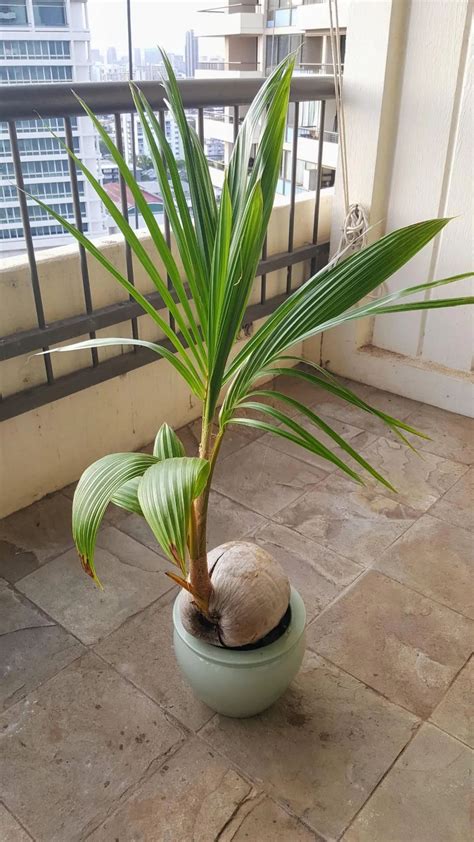 颱風內部 椰子 盆栽